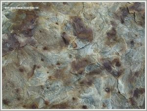 Clay galls or possibly small siderite nodules in sandstone at Joggins