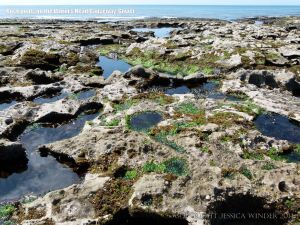 Location of the curious beach stone find on the Worms's Head Causeway
