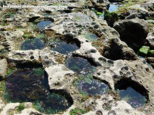 Location of the curious beach stone find on the Worms's Head Causeway