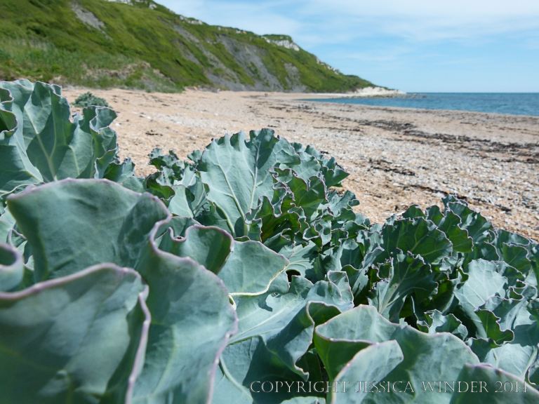 A Sea Kale plant growing on seashore shingle at Ringstead Bay