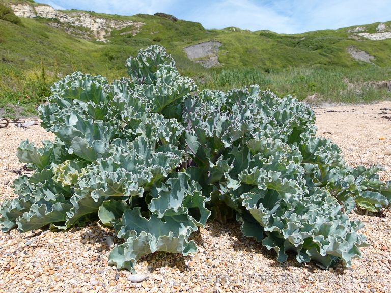 Sea Kale (Crambe maritima) growing on the beach