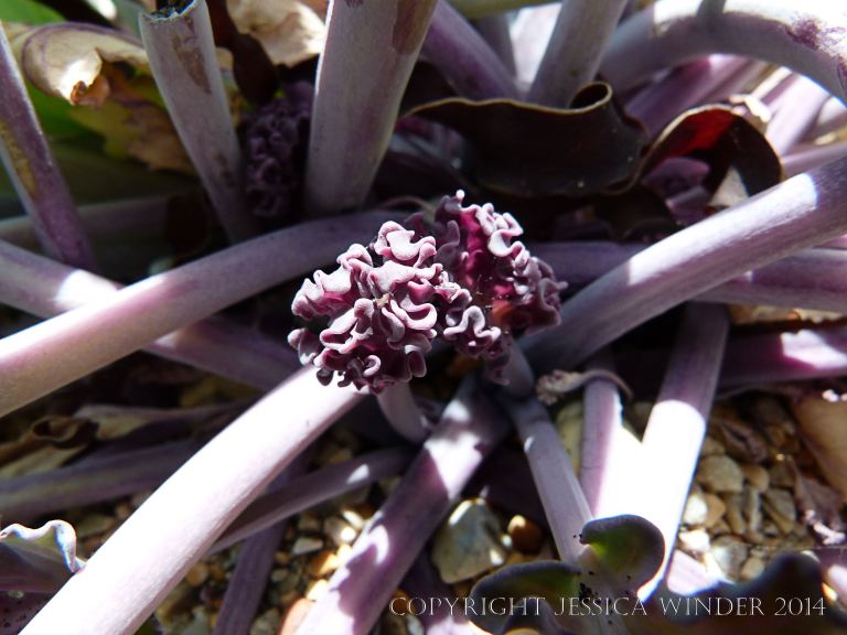 Young purple shoots at the base of Sea Kale (Crambe maritima) growing on the beach