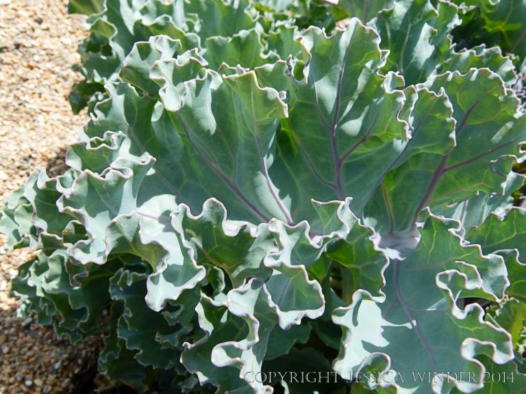 Sea Kale (Crambe maritima) growing on the beach