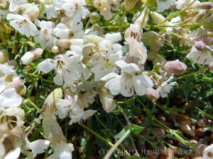 Sea Campion (Silene uniflora) a common British seashore flower
