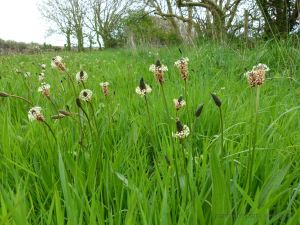 Plantains flowering in the lush green field