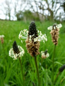 Close-up of plantains flowering in a lush green field