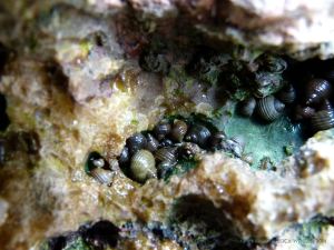 Periwinkles living on crystalline calcite