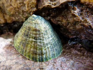 Large algae-coated limpet living on fault gully rocks at Mewslade Bay