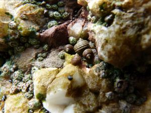 Periwinkles living on crystalline calcite