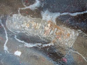 Coral fossil in limestone at Mewslade Bay