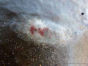 Coral fossil in limestone at Mewslade Bay