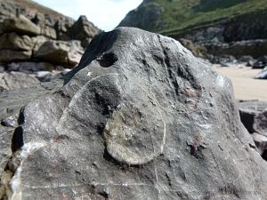 Fossil marine snail at Mewslade Bay