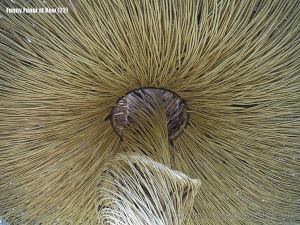 Close-up of the basketwork weaving of a larger than life willow sculpture of fungi by Tom Hare