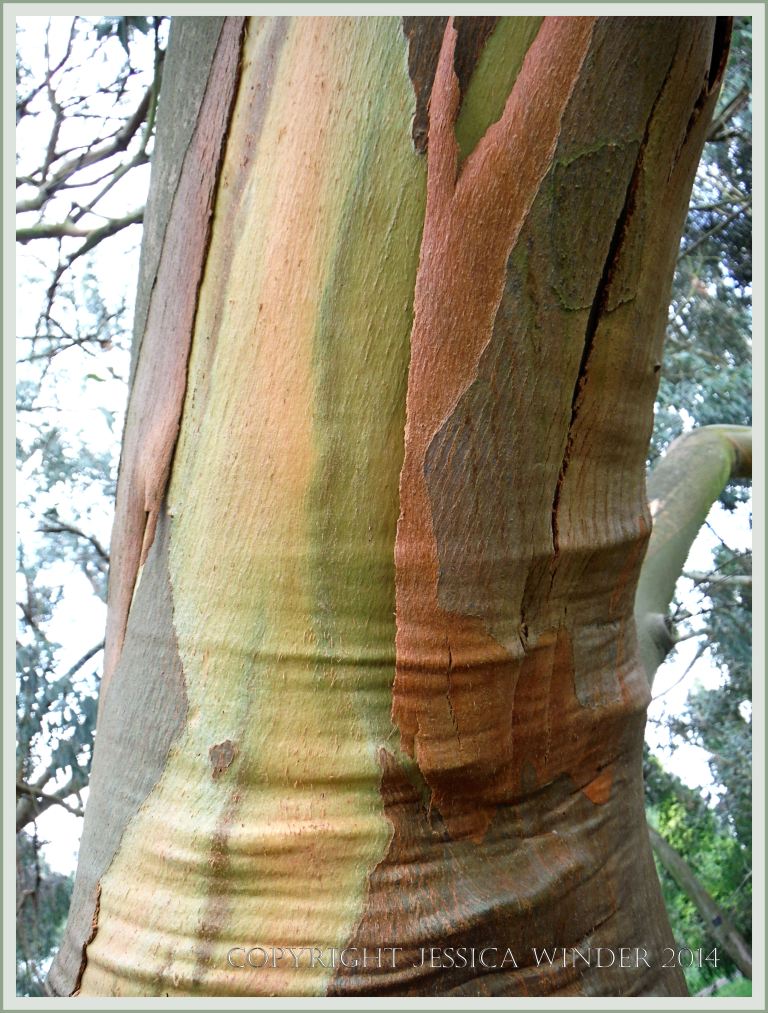 Natural abstract pattern, colour, and texture in Eucalyptus tree bark