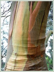 Natural abstract pattern, colour, and texture in Eucalyptus tree bark