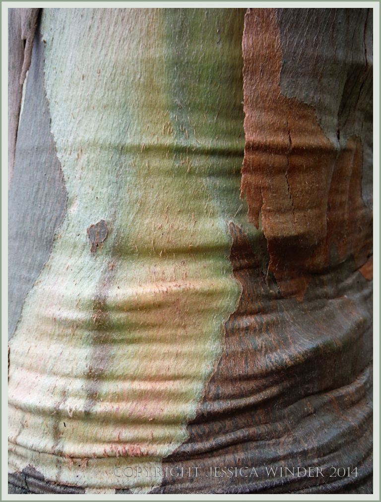 Natural abstract pattern, colour, and texture in Eucalyptus tree bark