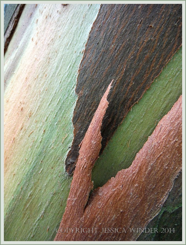 Natural abstract pattern, colour, and texture in Eucalyptus tree bark