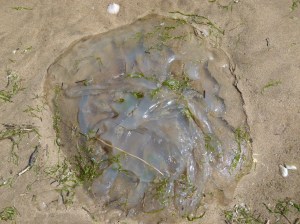 Barrel Jellyfish, also called Dustbin- lid and Root-mouthed Jellyfish