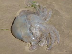 Barrel Jellyfish, also called Dustbin- lid and Root-mouthed Jellyfish