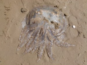 Barrel Jellyfish, also called Dustbin- lid and Root-mouthed Jellyfish
