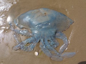 Barrel Jellyfish, also called Dustbin- lid and Root-mouthed Jellyfish