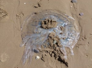 Barrel Jellyfish, also called Dustbin- lid and Root-mouthed Jellyfish