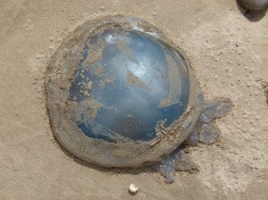Barrel Jellyfish, also called Dustbin- lid and Root-mouthed Jellyfish