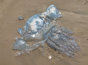 Barrel Jellyfish, also called Dustbin- lid and Root-mouthed Jellyfish