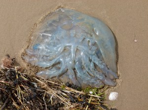 Barrel Jellyfish, also called Dustbin- lid and Root-mouthed Jellyfish