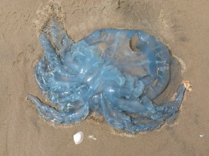 Barrel Jellyfish, also called Dustbin- lid and Root-mouthed Jellyfish