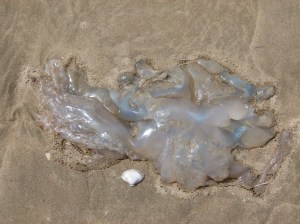 Barrel Jellyfish, also called Dustbin- lid and Root-mouthed Jellyfish