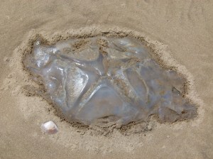 Barrel Jellyfish, also called Dustbin- lid and Root-mouthed Jellyfish