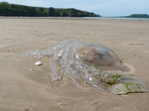 Barrel Jellyfish, also called Dustbin- lid and Root-mouthed Jellyfish