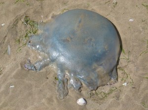 Barrel Jellyfish, also called Dustbin- lid and Root-mouthed Jellyfish