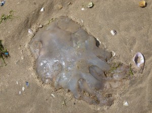 Barrel Jellyfish, also called Dustbin- lid and Root-mouthed Jellyfish