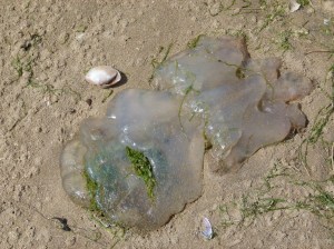 Barrel Jellyfish, also called Dustbin- lid and Root-mouthed Jellyfish