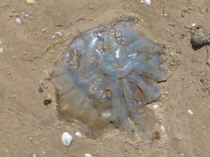 Barrel Jellyfish, also called Dustbin- lid and Root-mouthed Jellyfish