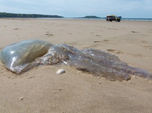 Barrel Jellyfish, also called Dustbin- lid and Root-mouthed Jellyfish