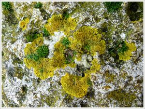Yellow lichen on a seawall at Lyme Regis