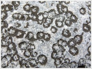 Odd texture and pattern in limestone at Lyme Regis - maybe trace fossils?