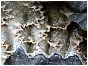 Zig-zag lines of internal partitions to chambers in a fossil ammonite at Lyme Regis