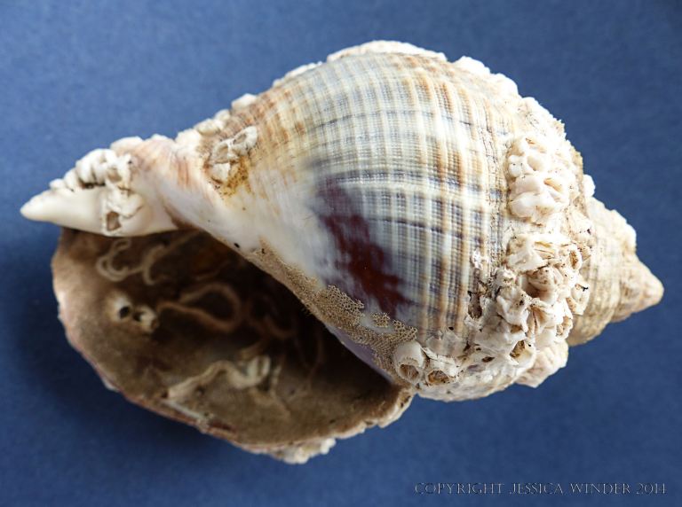 Apertural view of epibiont encrustation hard parts on a Common Whelk shell
