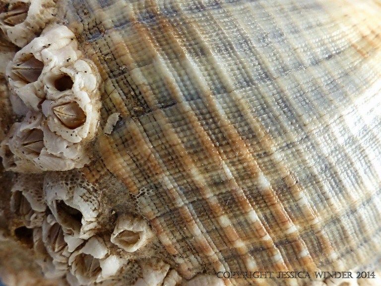 Macro-photograph of growth lines and natural sculpturing on a whelk shell