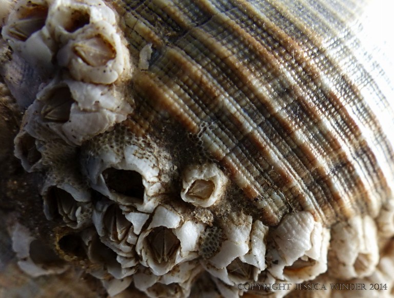 Macro-photograph of growth lines and natural sculpturing on a whelk shell