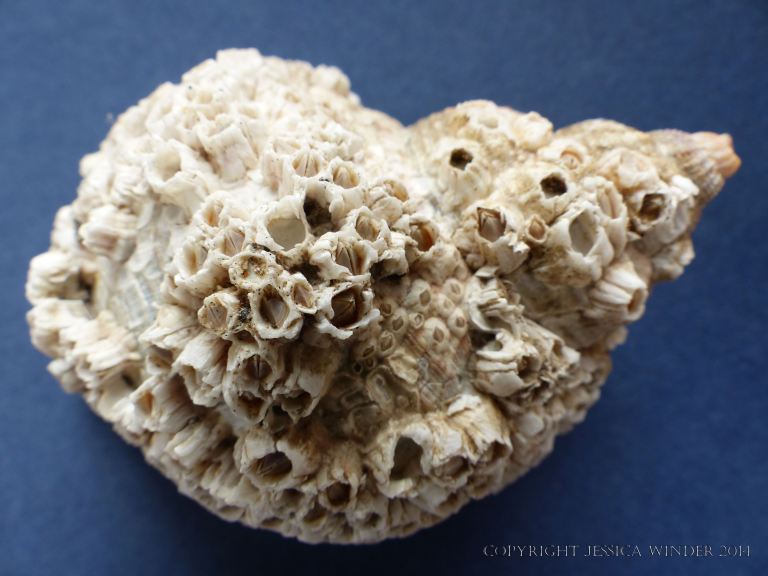Barnacle encrustation on a whelk shell