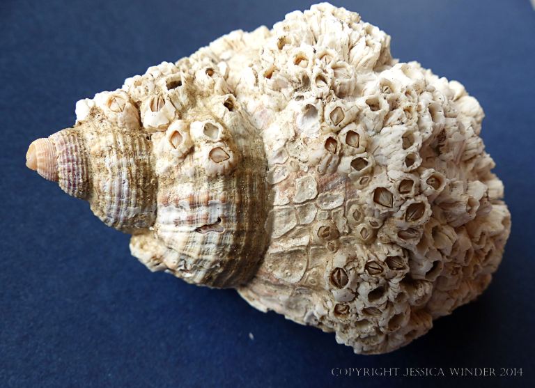 Lots of barnacles on a whelk shell