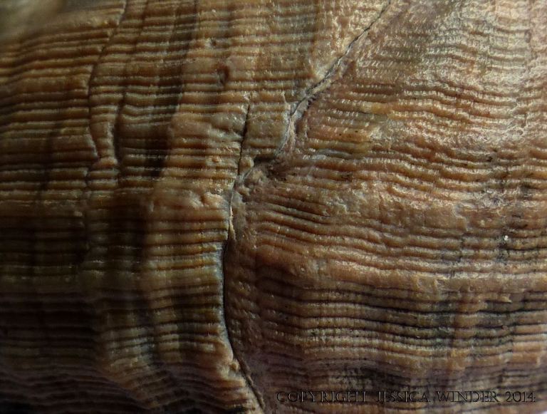 Close-up image of seashell texture