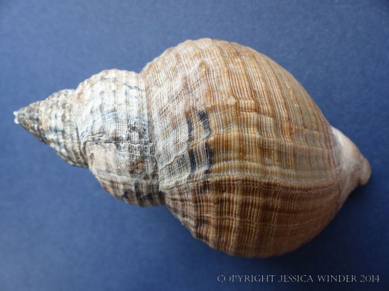 Study of a Common Whelk shell