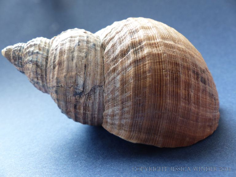 Study of a Common Whelk shell