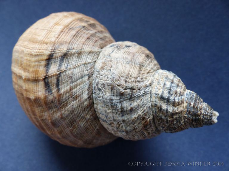 Study of a Common Whelk shell